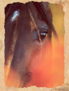 horse_by_horseartlover-d4n8j88
